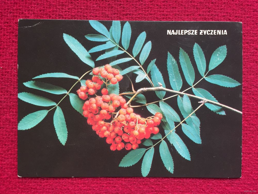 Польские открытки
